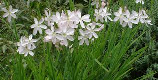 Image result for Hesperantha