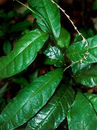 Image result for Petiveria