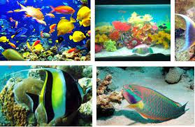Untuk itu, kami akan membantu anda untuk memilih akuarium yang pas untuk ikan hias. 44 Jenis Ikan Laut Hias Aquarium Cantik Harga Termahal