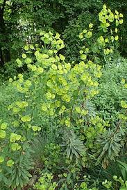 Image result for Monadenium pudibundum