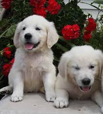 Golden retriever puppies for sale in brooklyn ny. Golden Retriever Puppies For Sale In Rochester Mn Petsidi