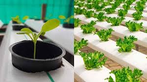 Untuk mendapatkan unsur hara yang penting untuk pertumbuhan tanaman, digunakan pengganti seperti sabut kelapa, serbuk kayu, pasir, pecahan genteng, dan lain sebagainya. Sistem Tanaman Hidroponik Keuntungan Dan Media Tanamnya