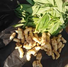 Air kencur ini sangat bagus untuk memecahkan angin dalam urat saraf dan juga baik untuk wanita yang dalam pantang, mengalami keguguran ataupun ibu yang masih menyusukan bayi. Jom Kenali Khasiat Cekur Ini Cekur Pokok Herbal Ulam Facebook