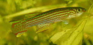 Image result for Satyrium amblyosaccos