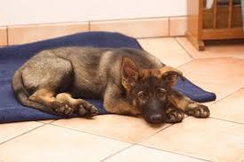 Der deutsche schäferhund ist eine ende des 19. Ein Welpe Zieht Ein