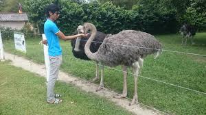Jelita από την κριτική «: Pengalaman Ke Jelita Ostrich Farm Negeri Sembilan Nothing To Somethings