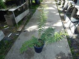 Image result for Encephalartos lebomboensis