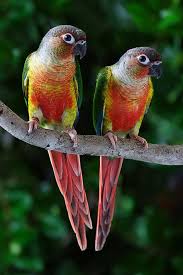 High Red Yellow Sided Green Cheek Conures I Just Added One To My Family Papaganlar Papagan Kus