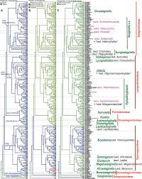 Image result for Selaginella shabaensis