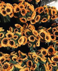 Maybe you would like to learn more about one of these? More Than A Pocketful Of Sunshine Cloudy Day Garden Design Sunflower Fields