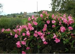 Mandevilla and dipladenias are beautiful plants that flower all summer, are very drought tolerant and love hot summers. Mandevilla Alice Du Pont