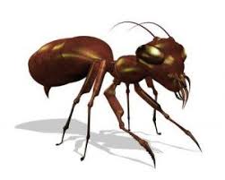 An effective bug spray will help kill bugs and insect eggs in and around your home, and prevent any future insects from visiting your property. You Would Be Surprised At How Often Ants Kill People