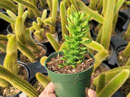 Image result for Monadenium