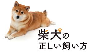 Compound of 柴 (shiba, brushwood) +‎ 犬 (inu, dog), possibly in reference to the dog's small stature and ability to pursue prey even through overgrown terrain. æ„å¤–ã¨çŸ¥ã‚‰ãªã„ åˆå¿ƒè€…ã§ã‚‚é£¼ã„ã‚„ã™ã„æŸ´çŠ¬ã®æ­£ã—ã„é£¼ã„æ–¹ ãƒ‹ãƒƒã‚»ãƒ³ãƒ©ã‚¤ãƒ•ã®ãƒšãƒƒãƒˆä¿é™º