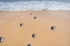 What'S That Smell On Florida Beaches? Safe To Swim? It Looks Like Sewage —  But It'S Not
