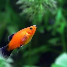 Learn which of these top 5 aquarium filters is right for you. Pets Fish The Y Guide