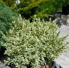 Image result for Buxus
