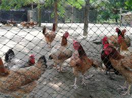 Chicken run details the miserable lives of a clan of chickens being withheld within a sinister dairy farm in 1950's england. Choypengism A Delightful Dining Pleasure At Rani S Organic Chicken Farm