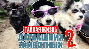 смотреть мультик тайная жизнь домашних животных все серии подряд Tajnaya Zhizn Domashnih Zhivotnyh Po Russki 2 Seriya Youtube