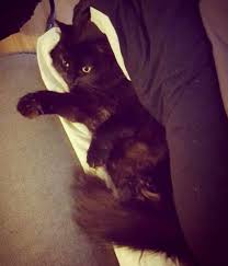 We do not like this colour cat. 13 Examples Of Why Black Cats Are The Best Cats And Your Bad Luck Is Your Own Problem