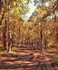 ‫غابة‬‎ ile ilgili görsel sonucu