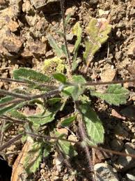 Image result for Erucastrum arabicum