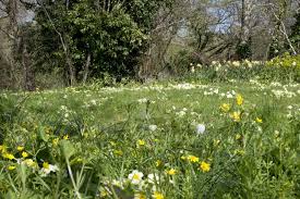 Reno, sparks & northern nevada. Mike Dilger On How To Start A Wild Garden From Scratch The Wildflower Garden