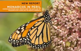 They live in the northern region of the continent during the summer and. Center For Food Safety Reports Monarchs In Peril Herbicide Resistant Crops And The Decline Of Monarch Butterflies In Nor