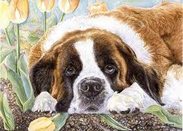 Pin By Dog Portraits On Mastiff Dogs Art Saint Bernard Dog Sketch St Bernard Dogs