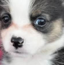 Pembroke welsh corgi puppies los angeles for sale los angeles pets dogs : Pembroke Welsh Corgi Puppies Home Facebook