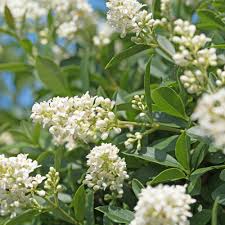 Image result for Ligustrum