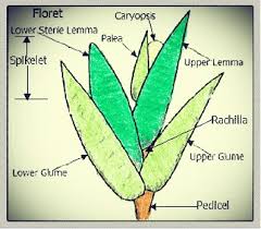 Image result for Ixora longipedunculata