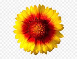 Best free png red and yellow pansy , hd red and yellow pansy png images, flowers png file easily with one click free hd png images, png design and transparent background with high quality. Sun Flower Isolated Flower Sun Flower Fresh Yellow Yellow Flower Png Transparent Background Clipart 183489 Pikpng