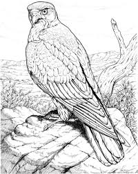 Hawk Raptor Coloring Page Free Printable Coloring Pages Bird Drawings Colorful Drawings Farm Animal Coloring Pages