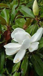Magnolias For Memorial Day Magnolia Beautiful Flowers Magnolia Trees
