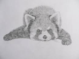 My passion is to teach ambitious artists of all levels how to create realistic colored pencil and pastel drawings. 14 Red Pandas Ideas Red Panda Panda Drawing Animal Drawings