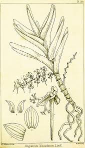 Image result for Tridactyle bicaudata