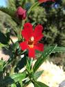 Diplacus 'Vibrant Red' - Vibrant Red Monkeyflower (Plant ...