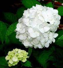 Hydrangea Identification Hydrangea Flower Types Of Hydrangeas Big Leaf Hydrangea