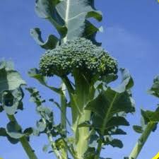 Once you harvest the main head of a broccoli plant, it will often keep producing smaller side shoots we have had some warmer weather this winter and was wondering when the best time to plant would be. Waltham 29 Broccoli Seeds Broccoli Plant Seeds