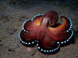 Scientists Conclude Octopus Dna Is Out Of This World Ancient Code Coconut Octopus Octopus Ocean Creatures
