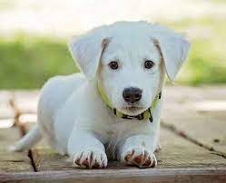 Back then, native americans trained their canine companions to do a variety of things, from hiking, hunting, fishing. Best Dog Breed For Indian Homes