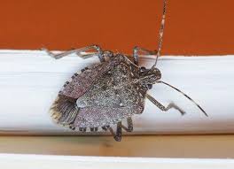 With our safe and cost efficient solutions, you can finally have a more we use rxheat prescriptive heating solutions for bed bug control in indianapolis, and elsewhere in the hoosier state. Indianapolis In Pest Control Action Pest Control
