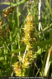 Image result for Seddera suffruticosa