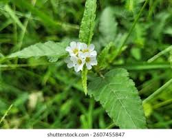 Image result for Melochia corchorifolia