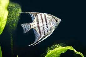Sehingga, sebenarnya jenis ikan air laut ini kurang cocok kalau disatukan dengan reef tank anda. Profil Ikan Angelfish Manfish Penampilan Dan Temperamennya Gerava Com