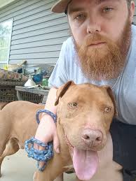 Lost Akita mix puppy in Gladeville, Tennessee, needs a home