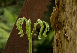 Image result for Pteris buchananii