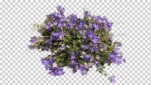 Patrick fiori grazie dei fiori bis campo de fiori belle fiori ltd sap fiori armani fiori piazza campo de fiori. Scheda Duplicata Vedi Ugo Pella Fiori E Piante Bellflowers Annual Plant Vervain Plant Purple Glass Blue Png Klipartz