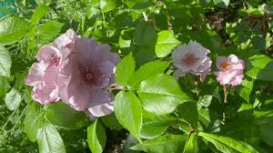 Image result for Grona setigera